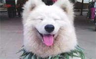 分辨狗狗胃口吃的是不是适宜的方式
