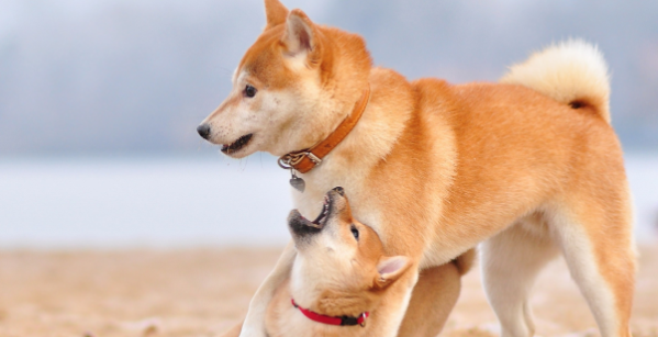 柴犬怎么训练最听话,学习时间到! 柴犬怎么训练最听话,学习时间到!
