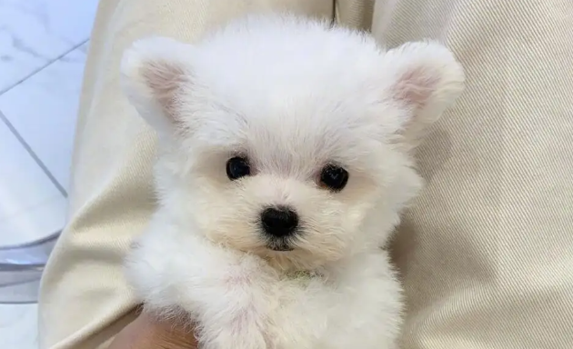 小狗吐了怎么回事？具体看这里！