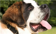 怎样给圣伯纳犬做牙齿护理?