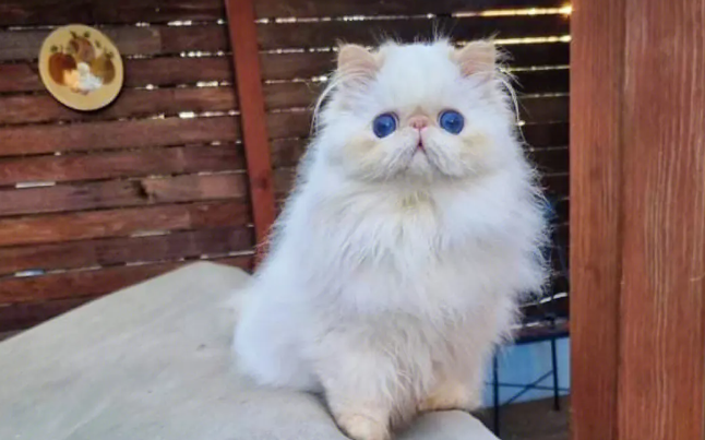波斯猫比较凶咬人该怎么办？波斯猫训练常识！