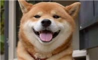 柴犬掉毛为什么这么比较严重？