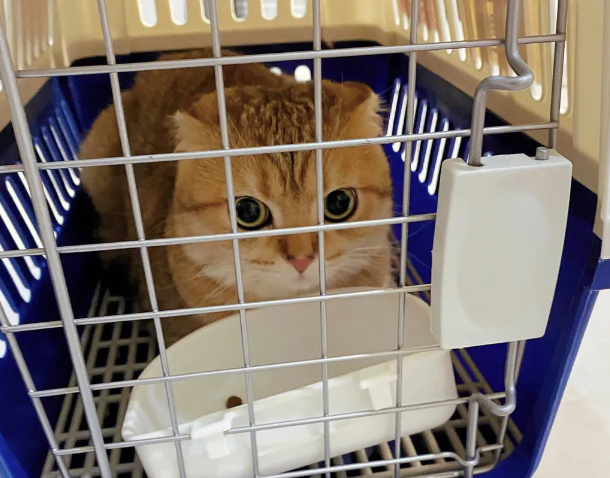 北京猫咪寄养多少钱一天