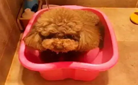 怎么样训练好泰迪狗？