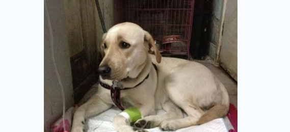 科普：犬肾衰竭的临床症状与护理知识