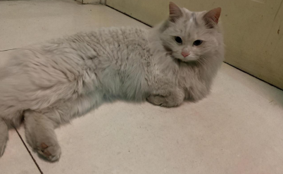 捡到只灰色流浪猫，养了几个月却让人羡慕了：运气简直爆棚啊