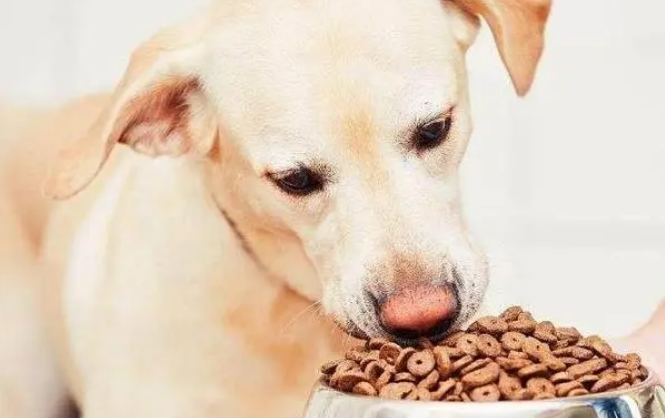 怎么训练狗吃狗粮呢 怎么训练狗吃狗粮呢