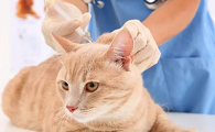 猫咪多大才能打狂犬疫苗