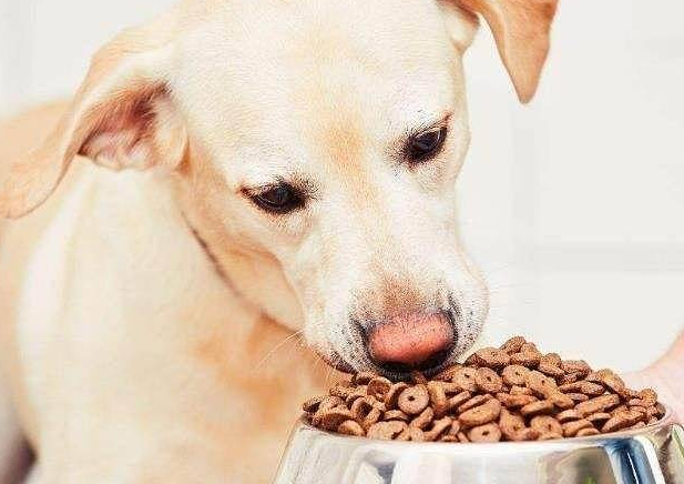 如何买到家养狗推荐的狗粮呢