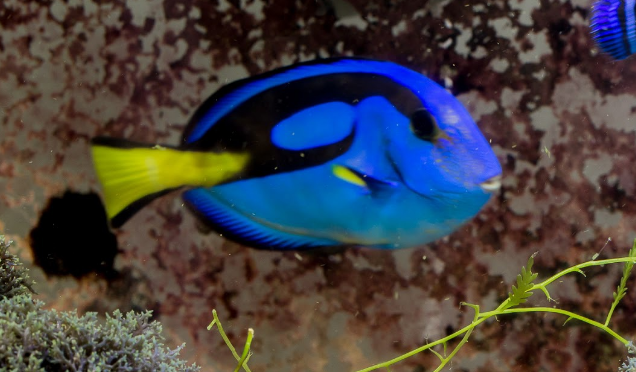 蓝吊小缸能养吗