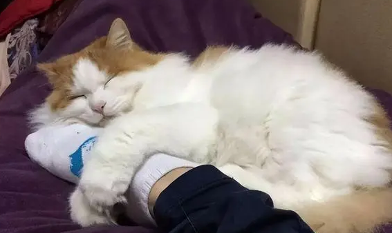 猫咪为什么会背着主人睡觉