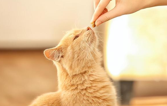 猫咪可以陪伴老人吗 猫咪可以陪伴老人吗