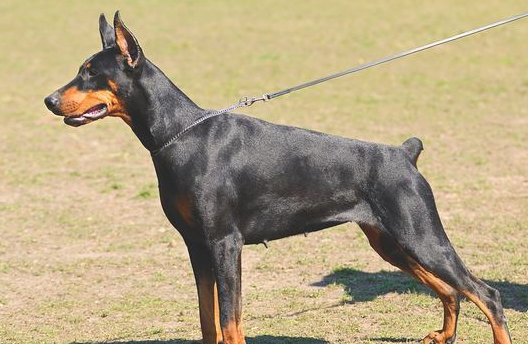 法国杜宾犬有这6种突显的优势,怪不得如今也有那么几十人想养 法国杜宾犬有这6种突显的优势,怪不得如今也有那么几十人想养