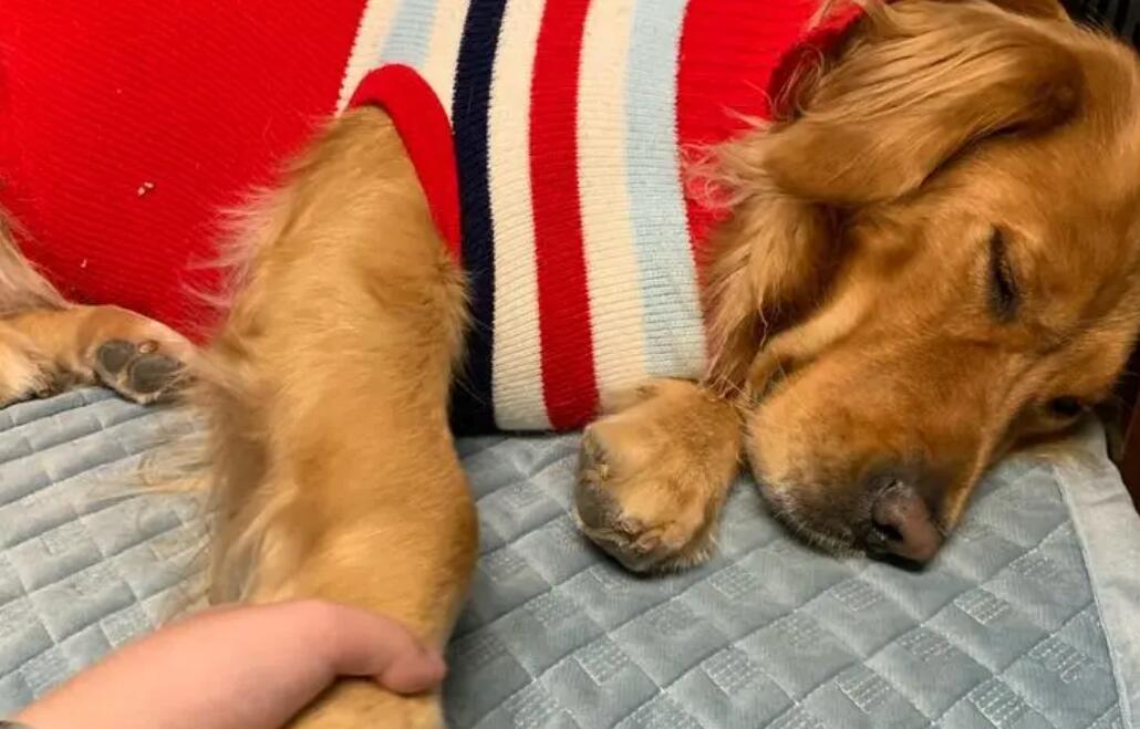 狗狗睡觉打呼是怎么回事?狗狗睡觉打呼的原因 狗狗睡觉打呼是怎么回事?狗狗睡觉打呼的原因