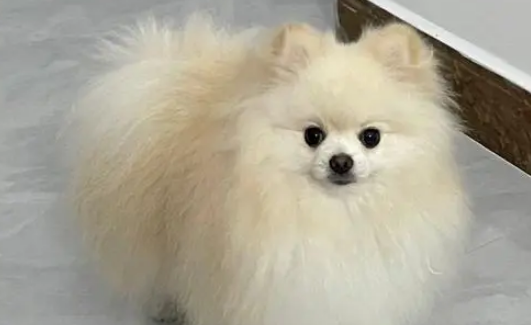 小博美刚买回来就会有泪痕?怎么护理? 小博美刚买回来就会有泪痕?怎么护理?