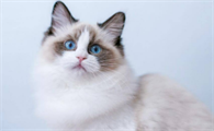 布偶猫吃什么特别容易发腮
