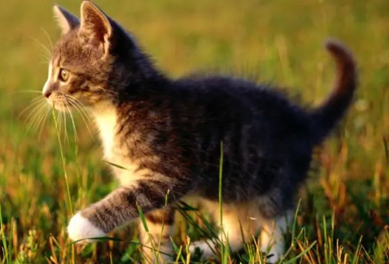 猫咪走路不稳摇摇晃晃怎么回事？