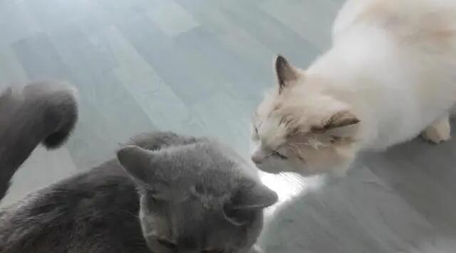 宠物猫猫发情怎么办啊 宠物猫猫发情怎么办啊