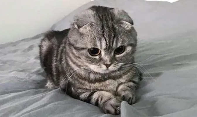 捉猫和抱猫怎样保证安全,养猫必看!