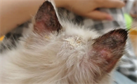 猫癣可以自愈吗