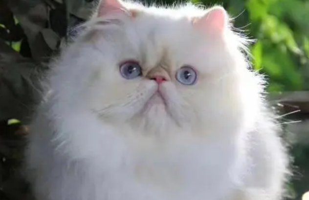 波斯猫的日常护理方法及毛发护理技巧 波斯猫的日常护理方法及毛发护理技巧