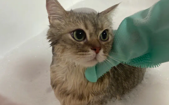 猫咪到底需要多久洗一次澡? 猫咪到底需要多久洗一次澡?