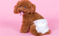 母泰迪绝育还会经期吗，泰迪母犬做绝育好吗？