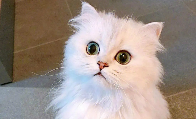 猫咪吃化毛膏和猫草对毛球症的作用有哪些? 猫咪吃化毛膏和猫草对毛球症的作用有哪些?