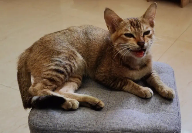 猫咪喜欢坐板凳怎么回事啊 猫咪喜欢坐板凳怎么回事啊