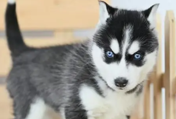 哈士奇幼犬拉稀带血怎么办 哈士奇幼犬拉稀带血怎么办