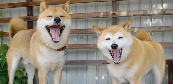 如何判断秋田犬和柴犬？