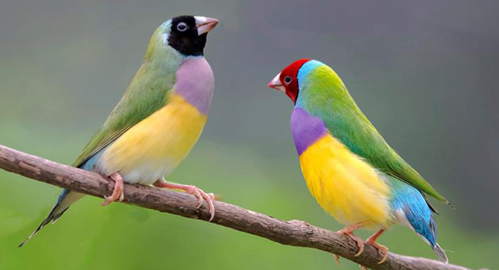 七彩文鸟杂交颜色配对