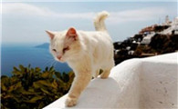 猫咪足部护理有什么妙招