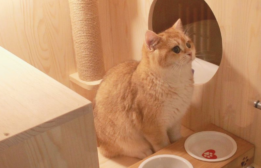 宠物店寄养猫一个月多少钱