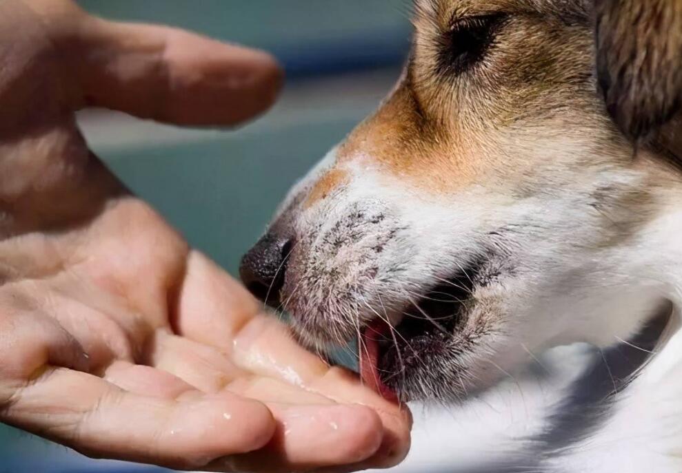 狗狗对你有感觉的十大主要表现,如果一个都没有,就该自我反思一下了 狗狗对你有感觉的十大主要表现,如果一个都没有,就该自我反思一下了