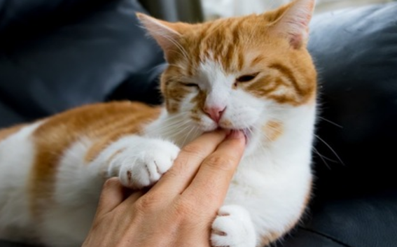 猫咪为什么轻轻咬手指 猫咪为什么轻轻咬手指