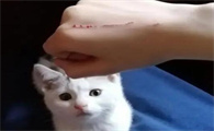 被猫抓伤需要打针吗?