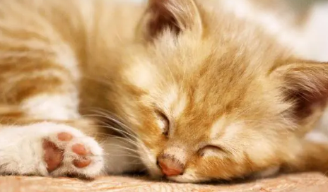 猫感觉没有精神怎么办