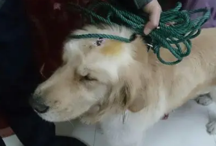 为什么狗狗头上有疤印
