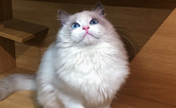 国内知名布偶猫猫舍