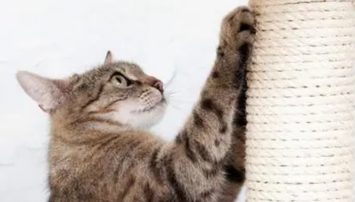 怎样训练猫咪磨爪子？