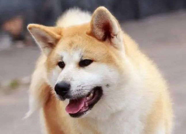 养只秋田犬怎么样好养吗