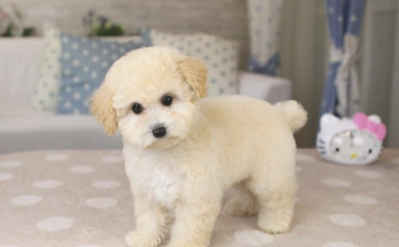 该怎样教泰迪犬识字?看了以后你能如梦初醒! 该怎样教泰迪犬识字?看了以后你能如梦初醒!