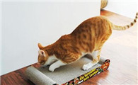 四步让猫咪不再乱抓家具!