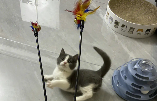 小奶猫玩逗猫棒后变凶了，主人要注意了！