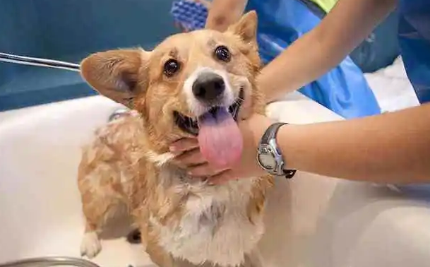 什么可以给狗狗洗澡