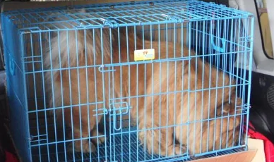 哪个快递可以托运狗狗