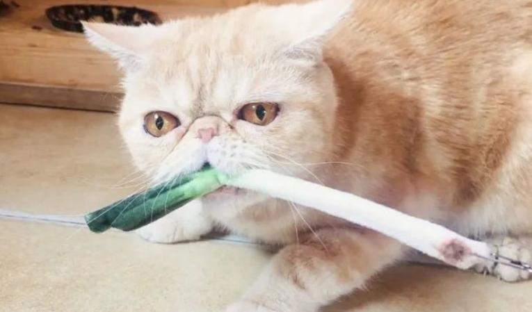 为什么猫咪爱闻葱头