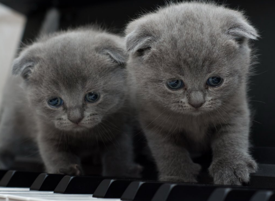 灰色折耳猫能活多久呀