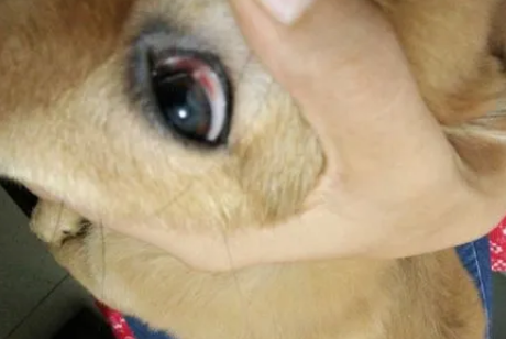 狗狗眼白为什么发红了怎么回事